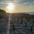Private Liqueur experience & organic vineyard  visit 