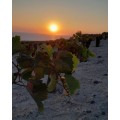Private Liqueur experience & organic vineyard  visit 