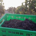 Private Liqueur experience & organic vineyard  visit 